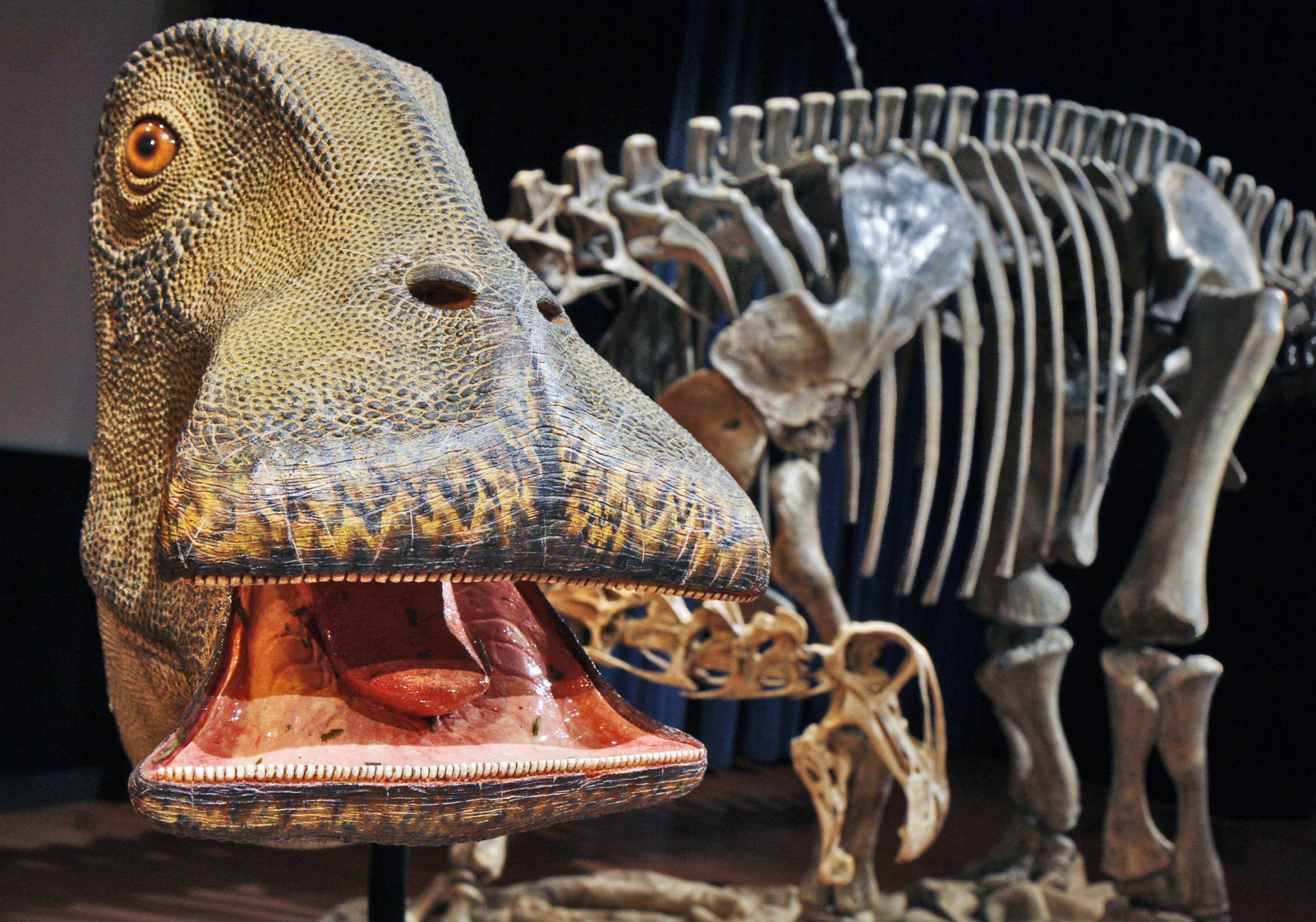 What Dinosaur has 500 Teeth? Wanna Know Me